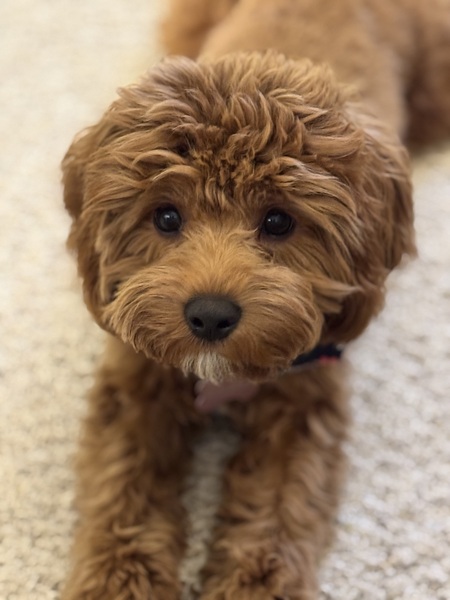 Entry image for Lucy Ball. Clicking this image will show a larger photo