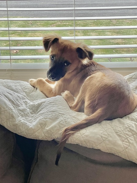 Entry image for Fluffy. Clicking this image will show a larger photo