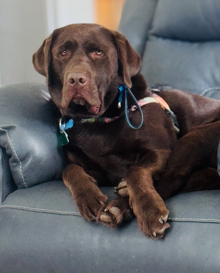 Entry image for Baxter. Clicking this image will show a larger photo