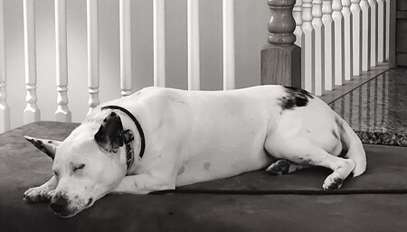 Entry image for Ella. Clicking this image will show a larger photo