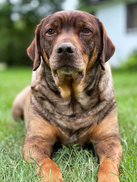 Entry image for Diesel (AKA Dee) . Clicking this image will show a larger photo