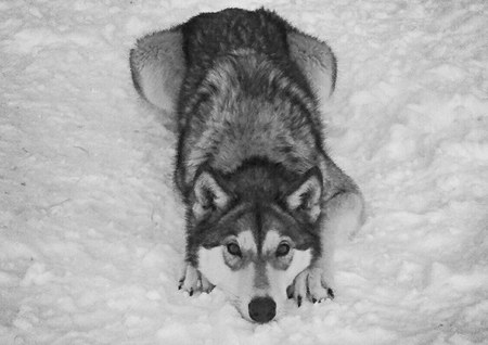 Timber