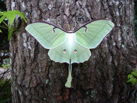 Miss Luna Moth