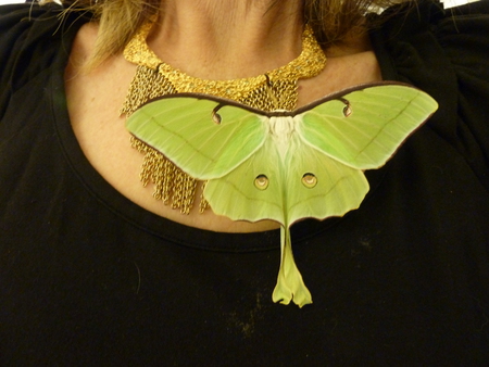 Miss Luna moth