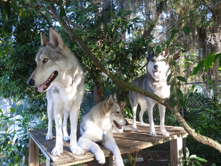 Tina, Syles and Blue