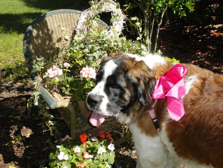 St. Lola Rose
