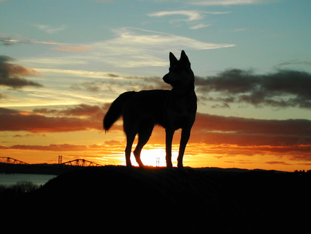 Wolf