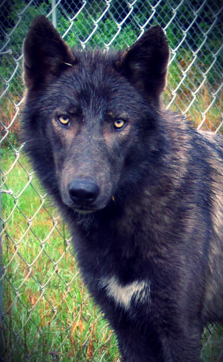 Cheyenne
