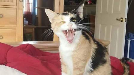 Kammie