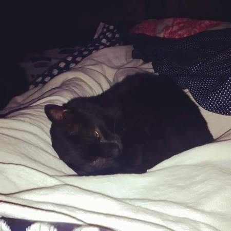 Bagheera