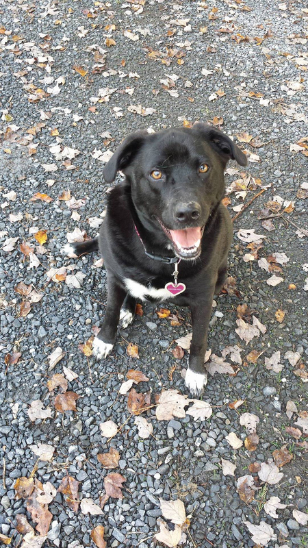 Dixie