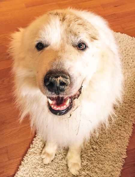 Bear