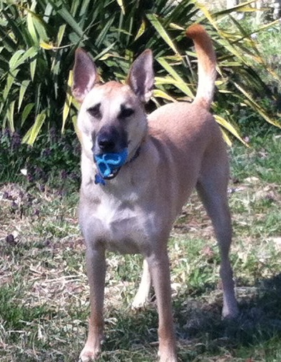 Bandit