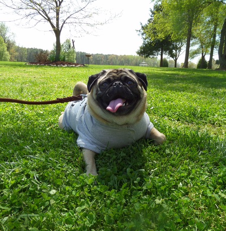 Gizmo