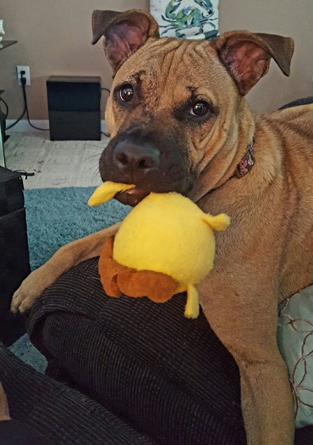 Sadie