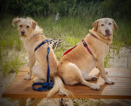 Winston and Saffron
