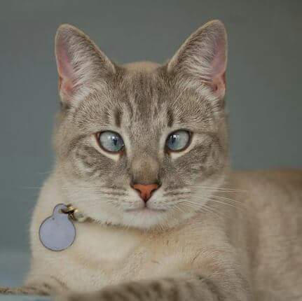 KitKat