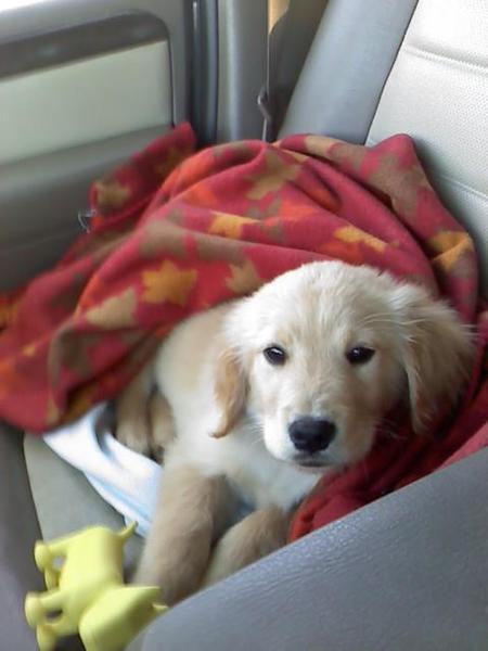 Cooper