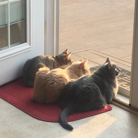 Revy, Biscuit and Earl