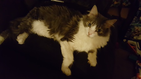 Toby