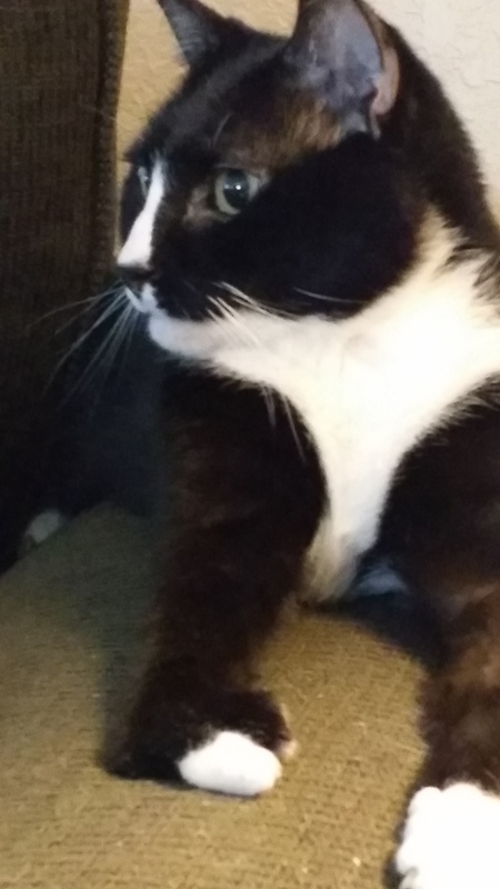 Gimpy