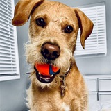 Entry image for Toby