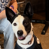 Entry image for Bodie
