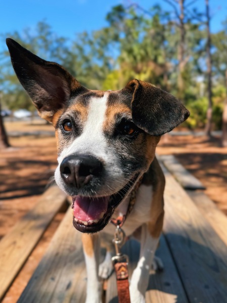 Entry image for Benny. Clicking this image will show a larger photo