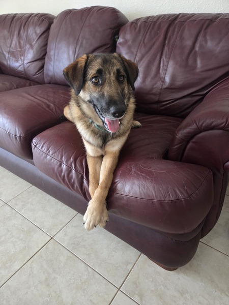 Entry image for Sadie. Clicking this image will show a larger photo
