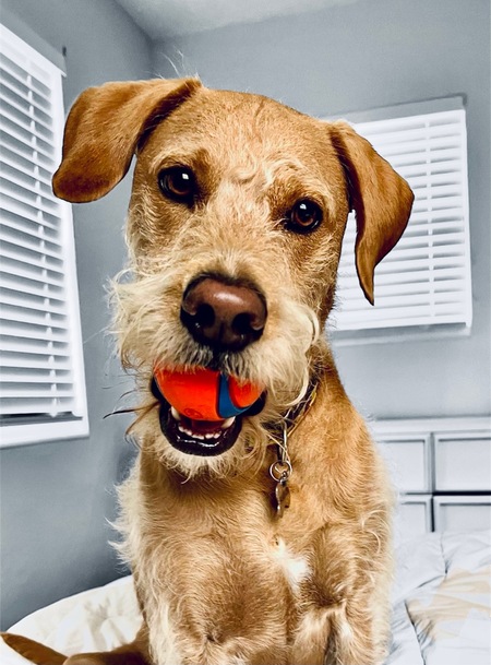 Entry image for Toby. Clicking this image will show a larger photo
