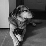 Entry image for Milo the dog and Tilly the kitten