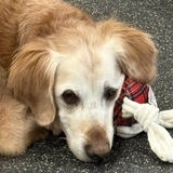 Entry image for Cooper