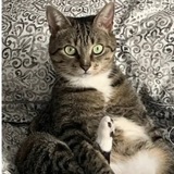 Entry image for Babycat