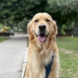 Entry image for Chips