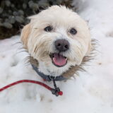 Entry image for Jackie