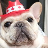 Entry image for NACHO