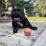 Entry image for Onyx