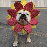 Entry image for Abbey