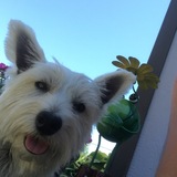 Entry image for Shelby 