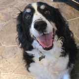 Entry image for Gibson