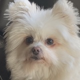 Entry image for Bob Forster