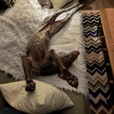 Entry image for otto