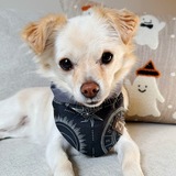 Entry image for Yuzu