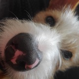 Entry image for Russell