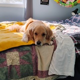 Entry image for Willow