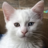 Entry image for Milo