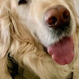 Entry image for Indiana Jones 