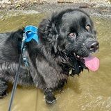 Entry image for Baloo