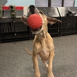 Entry image for Alice