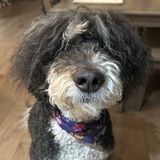 Entry image for Pippin